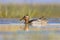 Garganey dabbling duck swimming in Wetland