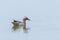 Garganey Duck on Water Anas querquedula Garganey Male Wildlife