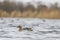 Garganey male floating on water