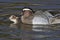 Garganey Pair mating