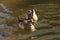 Garganey at Pensthorpe Natural Park