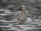 Garganey, Spatula querquedula