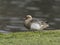 Garganey, Spatula querquedula