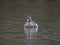 Garganey, Spatula querquedula