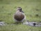 Garganey, Spatula querquedula