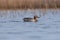 The garganey Spatula querquedula swimming on blue water