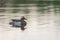 The garganey Spatula querquedula on the water