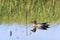 Garganey swimming in a pond