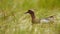 Garganey swimming in swamp in summertime nature.