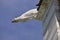 Gargoyle of cathedral Duomo in Pisa