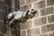 Gargoyle at the church of a tomb