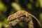 Gargoyle Gecko (Rhacodactylus auriculatus) in profile