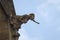 Gargoyle on St. Vitus Cathedral.