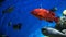 Garibaldi fish in underwater scene. Hypsypops rubicundus underwater. Underwater Garibaldi fish