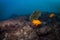 Garibaldi swimming fover a rocky reef