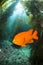 Garibaldo swimming through kelp