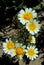 Garland daisy or crown daisy