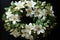 Garland of jasmine, flowers beautifully crafted, popular in South India as an ornament for girls and women