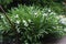 Garland lily Hedychium coronarium flowers.