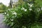 Garland lily Hedychium coronarium flowers.