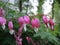 Garland pink and white flowers on a branch