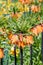 Garland Star, Fritillaria Imperialis