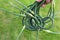 Garlic arrows in a hand on a green background. Garlic care concept, options for using arrows of garlic,flower spike in cooking, in