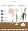 Garlic beneficial features graphic template. Gardening, farming infographic, how it grows. Flat style design