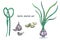 Garlic, botanical colored sketch. vector