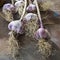 Garlic buds decorated in a rustic