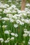 Garlic chives, Allium tuberosum, sea of white starry flowers