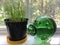 Garlic Chives and a Green Glass Pig