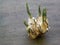 Garlic Clove Sprout