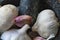 Garlic cloves and bulbs in a granite mortar and pestle