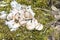 Garlic cloves and garlic bulb on moss in forest.