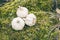 Garlic cloves and garlic bulb on moss in forest.