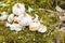 Garlic cloves and garlic bulb on moss in forest.