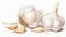 Garlic, cloves and white bulb isolated on white, in the style of karencore, visual puns, youthful energy