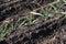 Garlic cultivation in the vegetable garden.