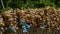 Garlic drying in the fence of a rural farmhouse.