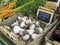 Garlic at Farmers\' Market