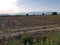 Garlic field in Granada with Sierra Nevada in the background