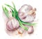 Garlic fresh bulbs and leaves over white background. Generative AI illustration in watercolor style