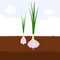 Garlic with green sprout on top in soil, Fresh organic vegetable garden plant growing underground, Cartoon flat vector