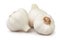 Garlic group