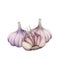 Garlic group with half cut root watercolor illustration. Spicy organic plant close up image. Hand drawn garlic vegetable bulb.