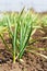 Garlic growing in the garden