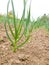 Garlic growing on a organic farm