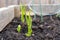 Garlic growing from a planted garlic clove, in a home garden planter