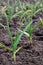 Garlic grows on the garden bed. Agricultural field with several rows of garlic